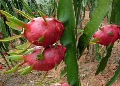 火龙果什么季节种植合适