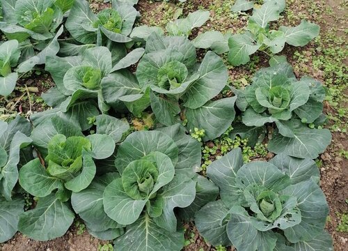 包菜什么季节种植合适