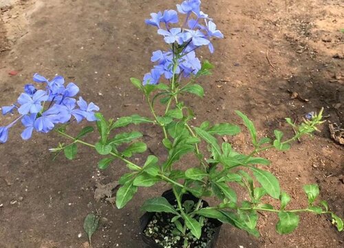 蓝雪花打顶时间及方法步骤