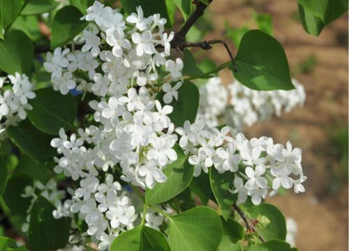 丁香花种子怎么种植