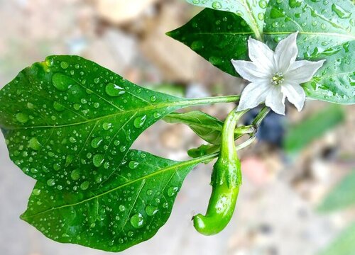 小辣椒花怎么养长的好