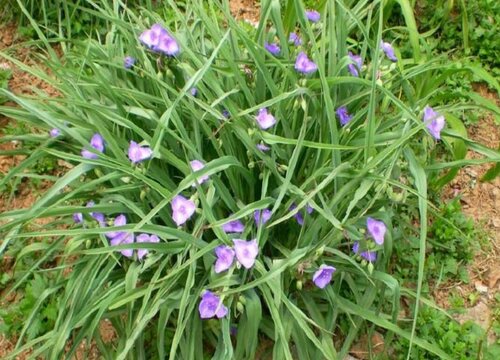 孔雀蓝花怎么养长的好