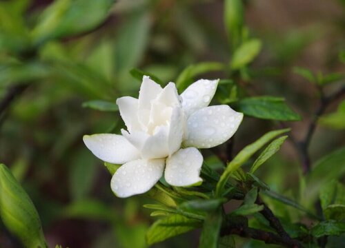 枙子花怎么养长的好