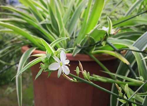 吊兰开花后怎么处理