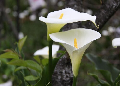 马蹄莲开花后怎么处理