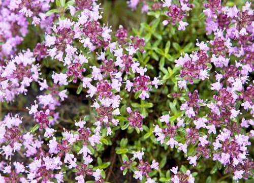 百里香开花后怎么处理