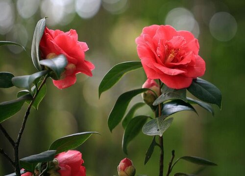 山茶花怎么养殖家庭养法