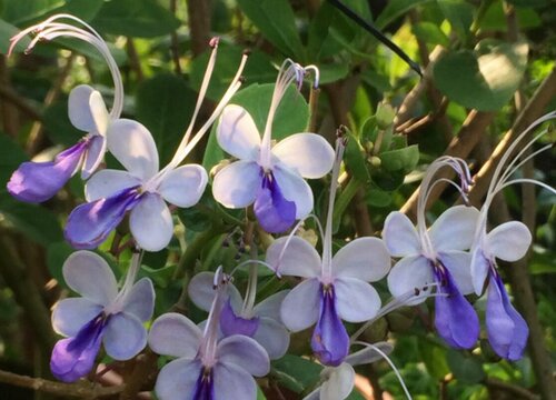 蓝蝴蝶花怎么养家庭养法