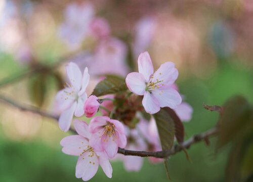 桃花怎么养殖方法