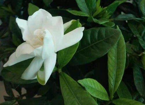 栀子花夏天怎么浇水方法