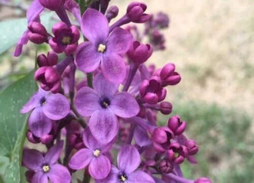 丁香花怎么养家庭养法