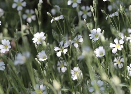 缕丝花怎么养殖方法