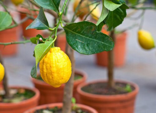 柠檬树喜水吗 属于喜水植物吗