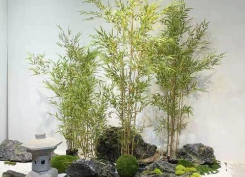 竹子喜水吗 属于喜水植物吗