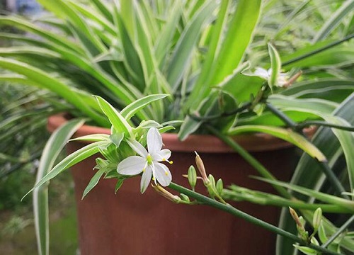 吊兰花怎么养殖方法