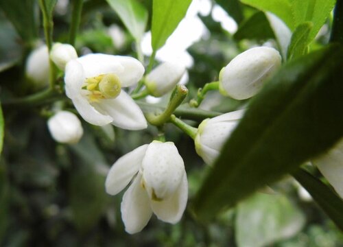 橘子树开花时能浇水吗