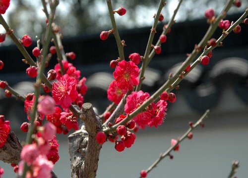 梅花开花时能浇水吗