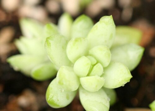 多肉荷花怎么养护出状态