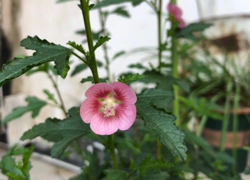 木槿花怎么养家庭养法