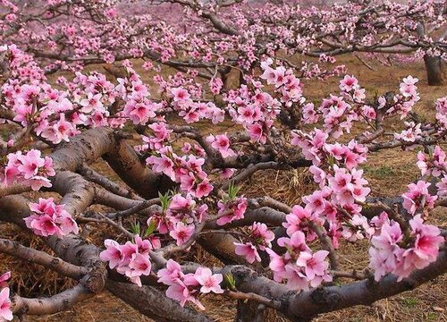 桃树开花时能浇水吗