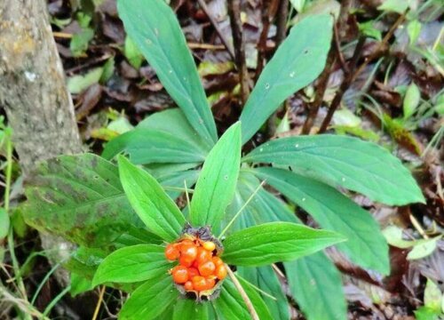 七叶一枝花生长环境条件及特点