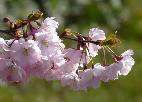 樱花生长环境条件及特点