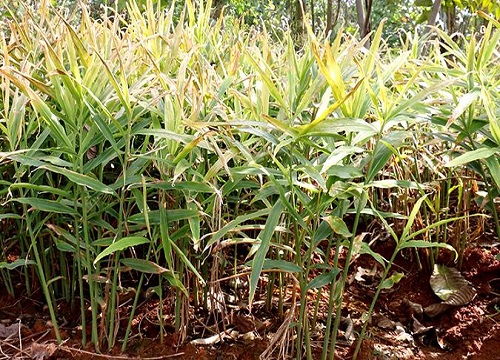 山东生姜几月份种植合适