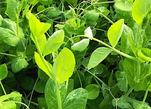 东北豌豆几月份种植合适