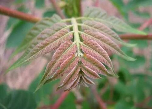 大棚香椿几月份种植合适