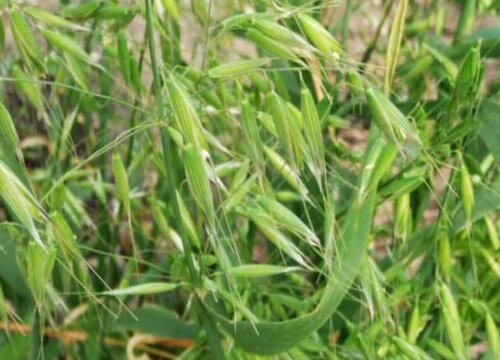 燕麦几月份种植合适