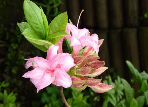 杜鹃花生长环境条件及特点