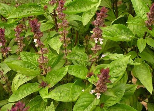 香花子几月份种植合适