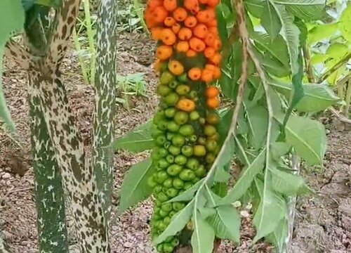 魔芋几月份种植合适