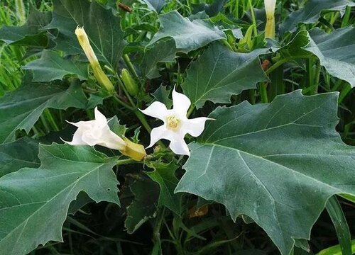 曼陀罗花几月份种植合适