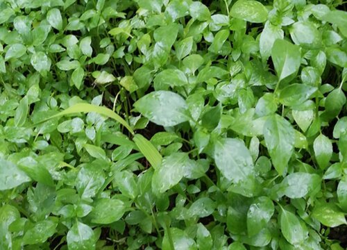 芥菜几月份种植合适