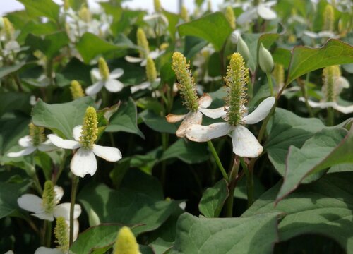 鱼腥草生长环境条件及特点