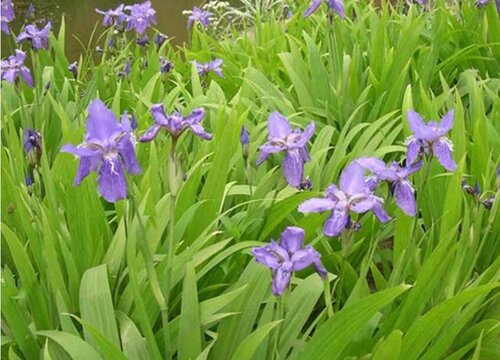 鸢尾花几月份种植合适