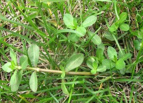 水花生种子几月份种植合适