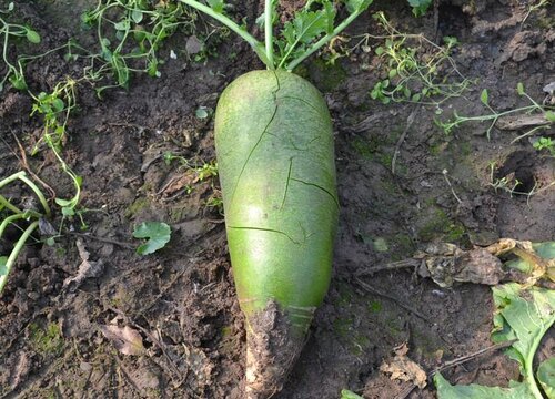 萝卜几月份种植合适