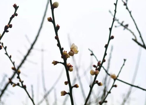 梅花生长环境条件及特点