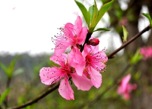 海棠花怎么养殖长得好