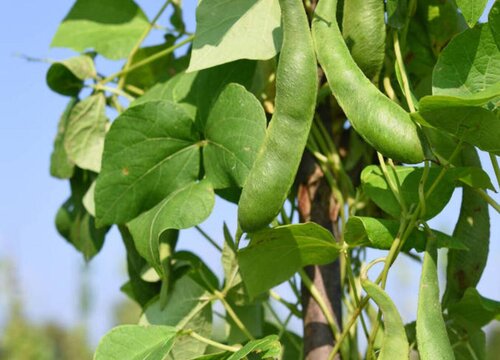 四角豆几月份种植合适