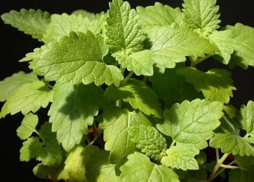 河南荆芥几月份种植合适