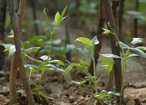 无架豆角几月份种植合适