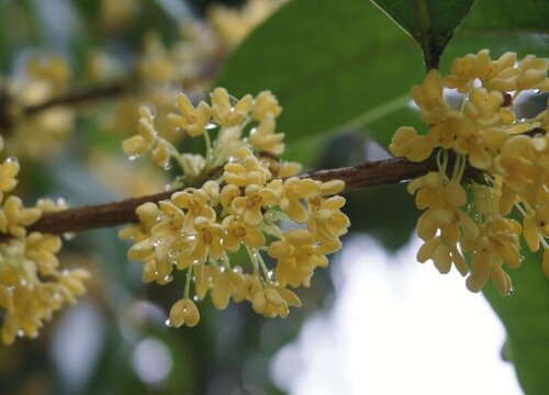 桂花怎么养才能开花