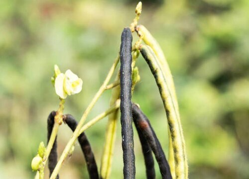 绿豆几月份种植合适