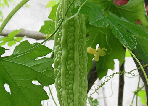 苦瓜几月份种植合适