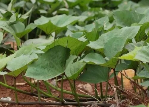 春红薯几月份种植合适