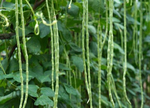 豆角几月份种植合适