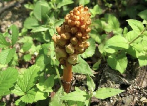 天麻几月份种植合适